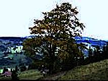 Creators Create Mastermind